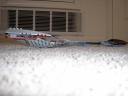 battlecruiser_side_2.jpg