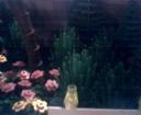 front_right_garden.jpg