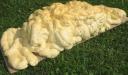 016-elephants-droppings.jpg