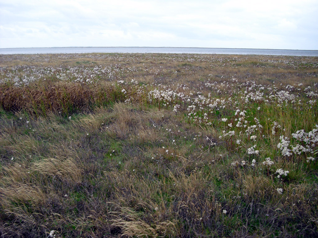 2009skaerbaek_109.jpg