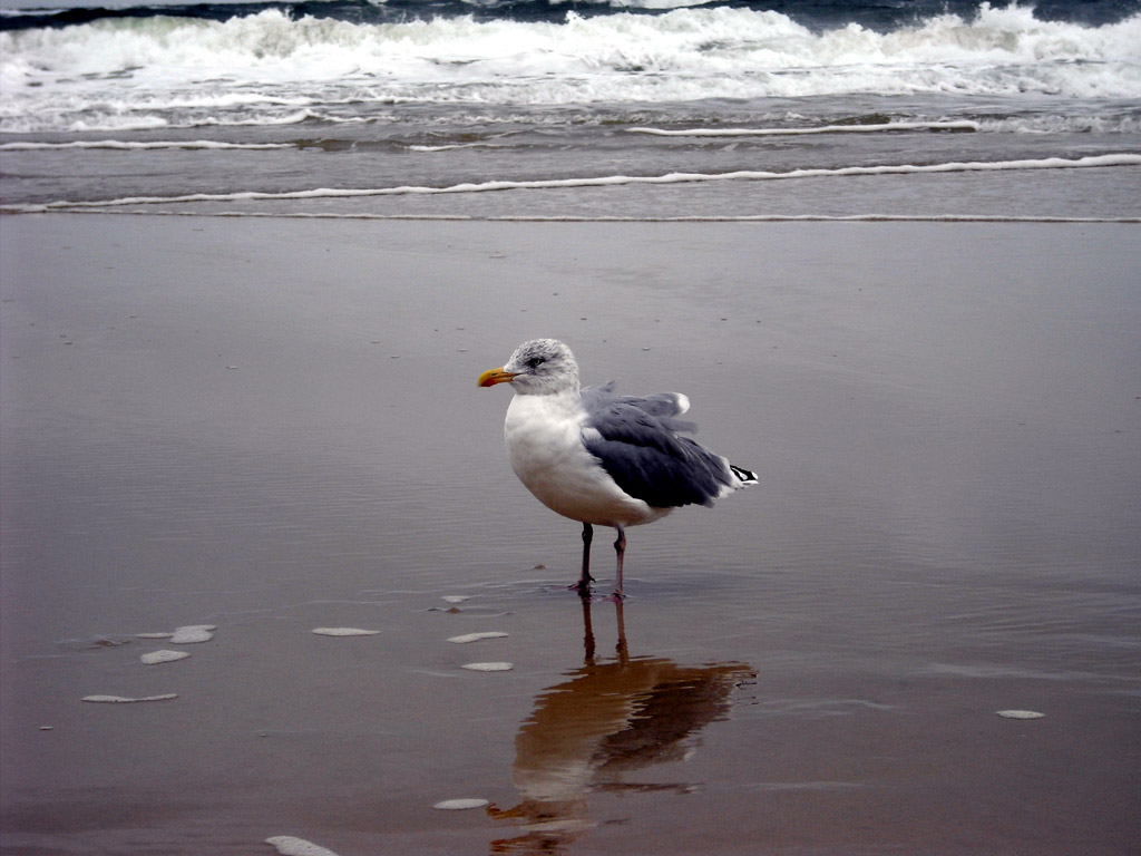 2009skaerbaek_191.jpg