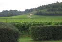 dorking043.jpg