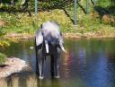 elephant.jpg