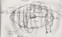 scan0001.jpg