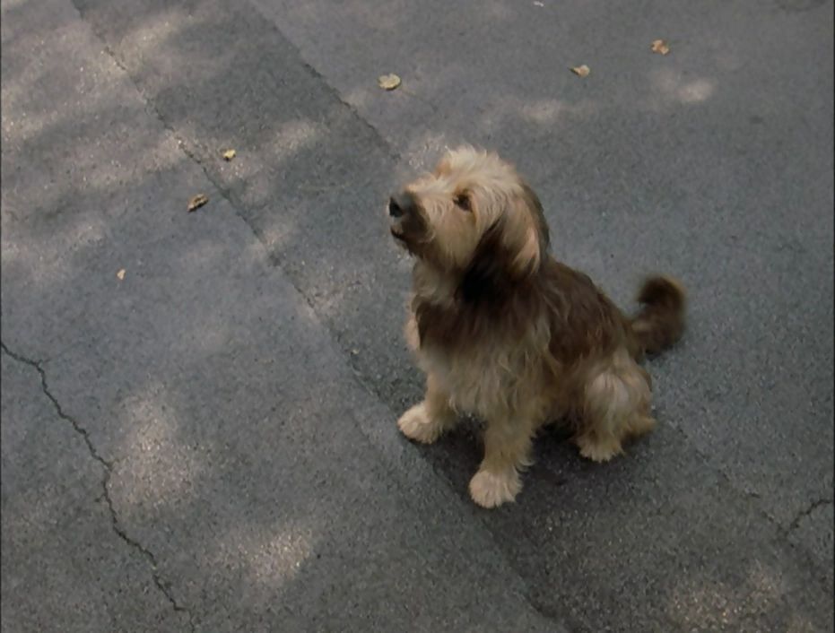 mutt_the_dog.jpg
