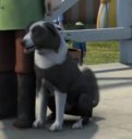 katie_the_sheepdog.jpg