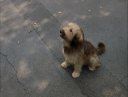 mutt_the_dog.jpg