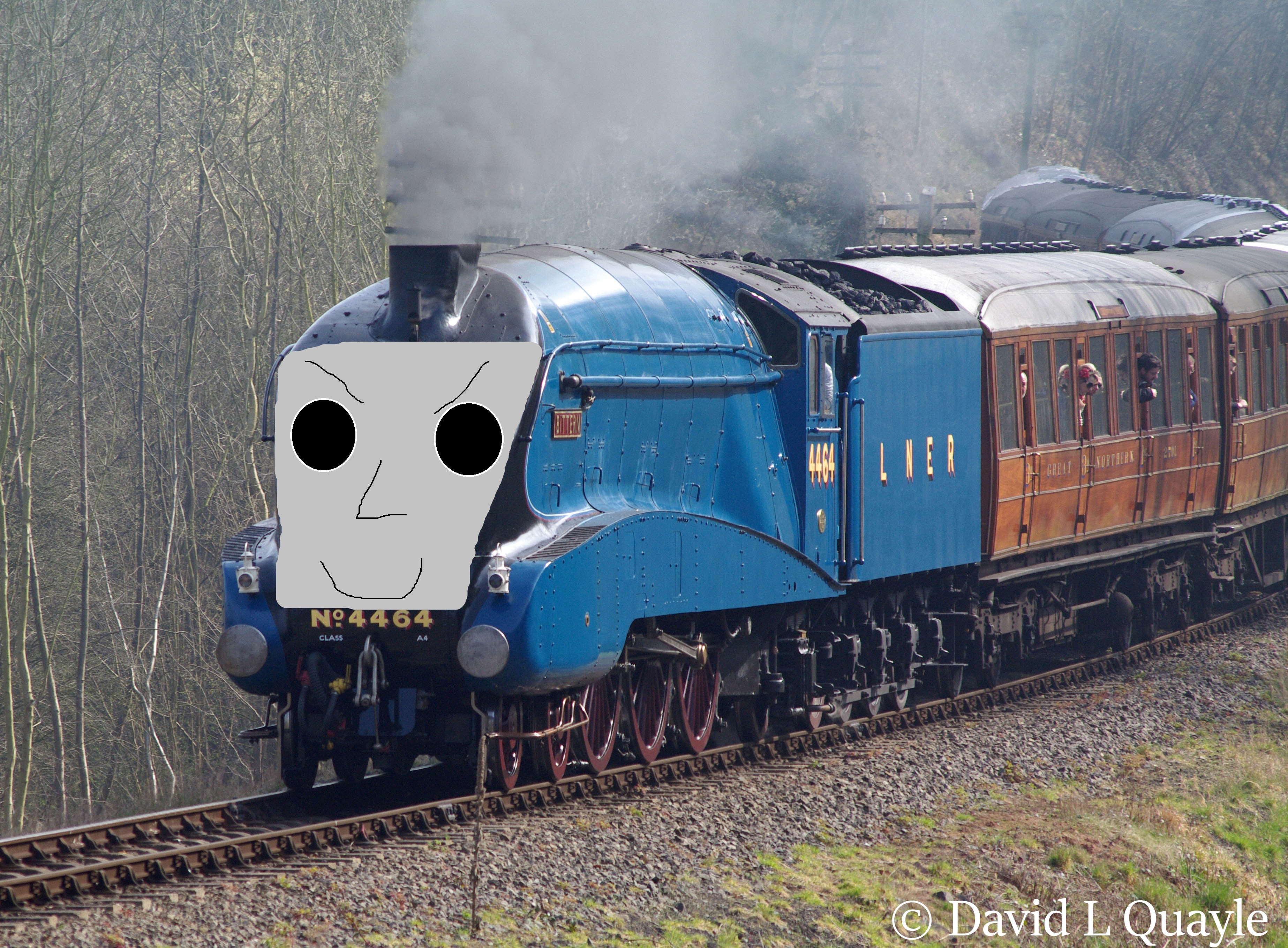 bittern.jpg