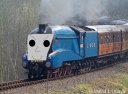 bittern.jpg