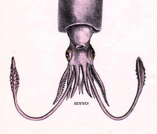 hewwo_squid.jpg