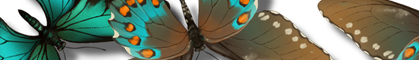 butterfly.png