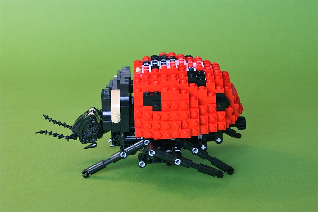 12ladybug3.jpg