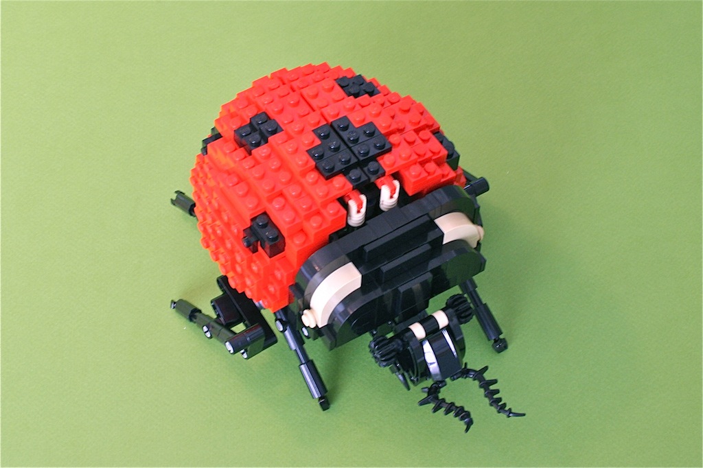 19ladybug3.jpg