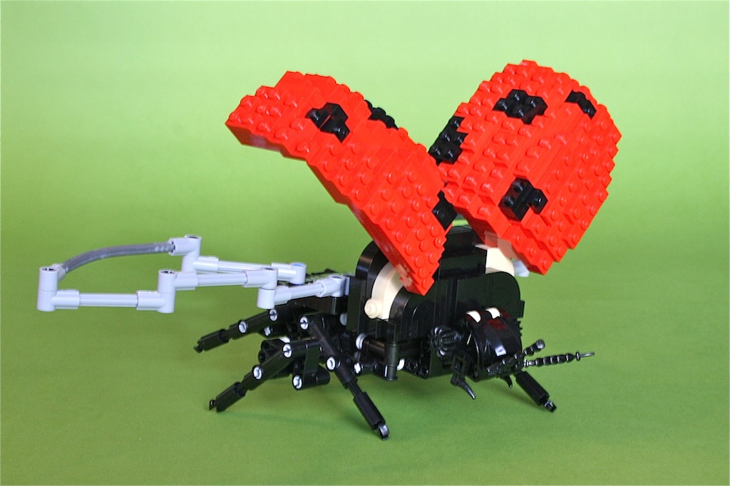 23ladybug3.jpg