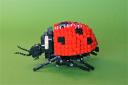 12ladybug3.jpg