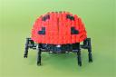 13ladybug3.jpg