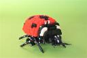 16ladybug3.jpg