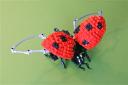 28ladybug3.jpg