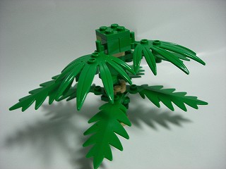 kinosei2.jpg