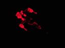 blackship-infared.jpg