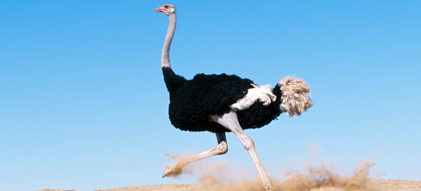ostrich.jpg