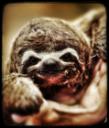 hdslothiconsmall.jpg