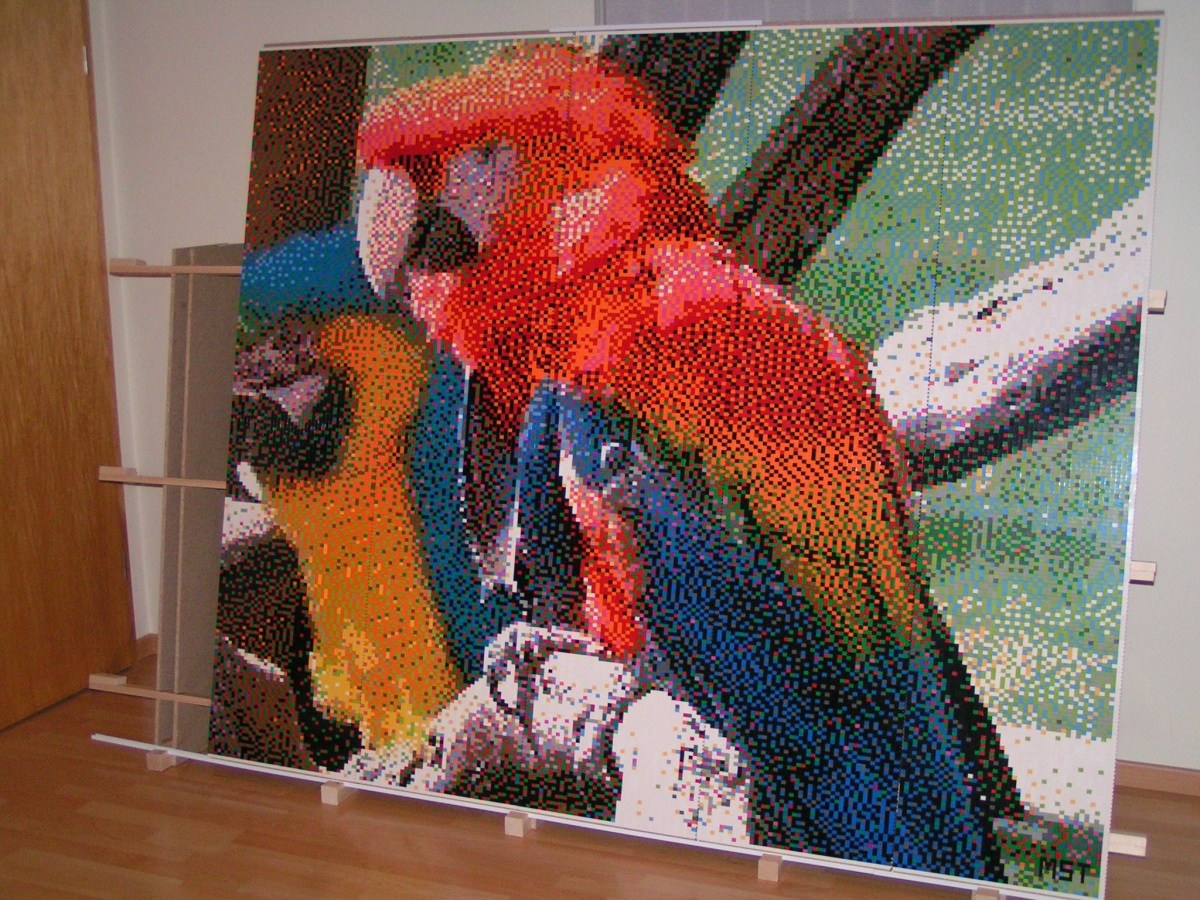 parrots_06.jpg