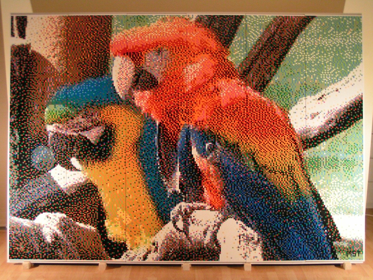 parrots_07.jpg