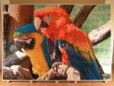 parrots_07.jpg