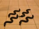 snakes.jpg