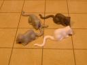 ratswarm.jpg