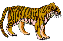 tiger97.gif