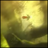 axalara_t9_2.png