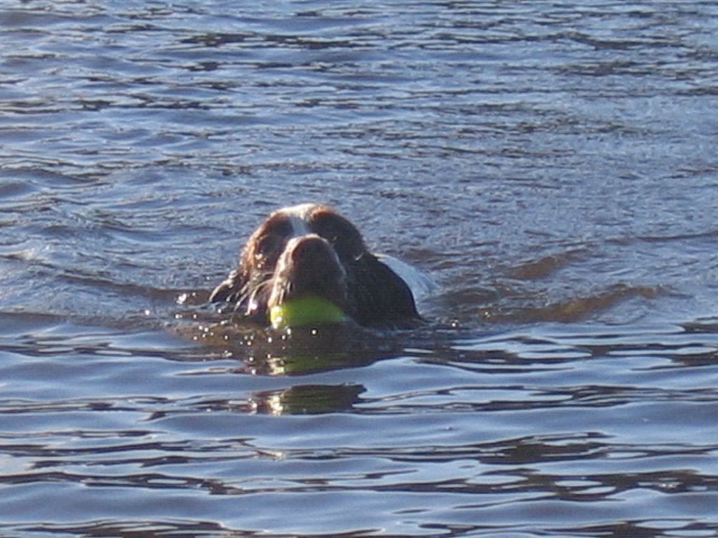 barney_swimming_014.jpg