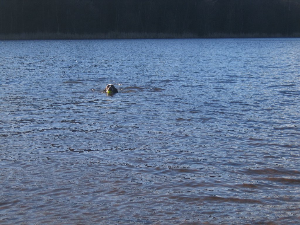barney_swimming_016.jpg