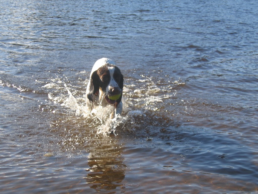 barney_swimming_017.jpg