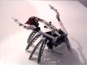 Langouste
