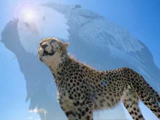 eaglecheetah.jpg