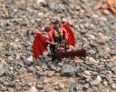demon_governor_007.jpg