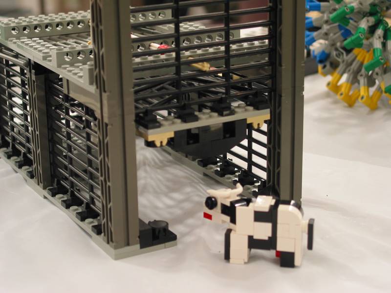 cow11.jpg