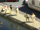 legoland-miniland041.jpg