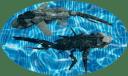 c75_008c.png