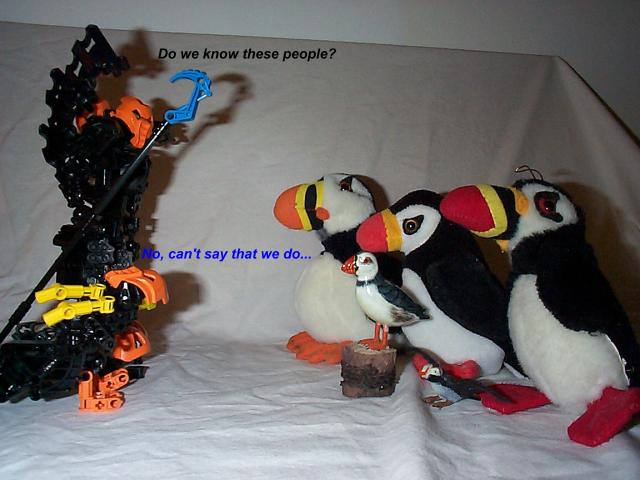 puffins05.jpg