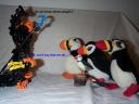 puffins05.jpg