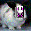 bunny-150.jpg