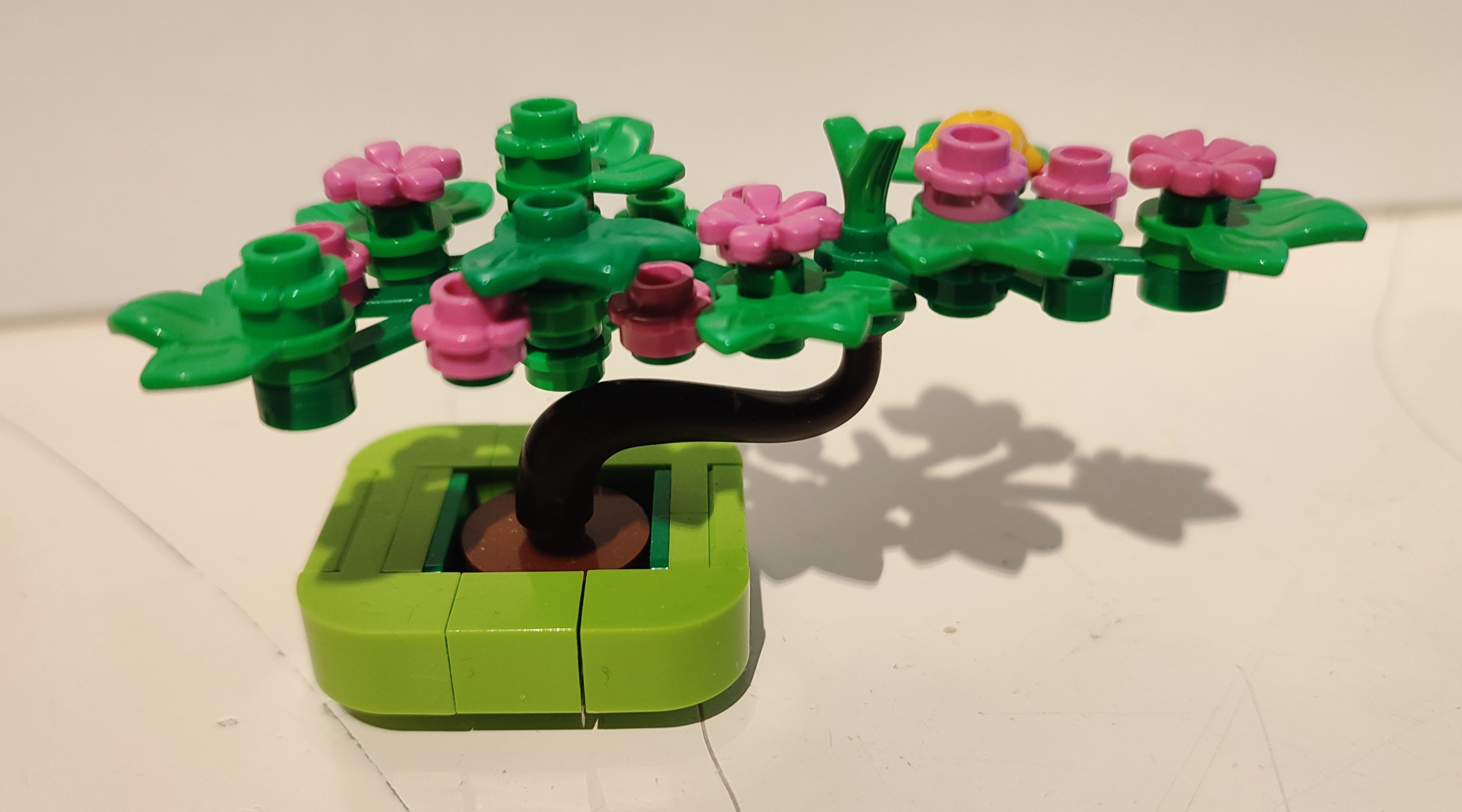 bonsai-rec.jpg