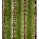 cactus_side.png