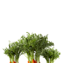 carrots_3.png