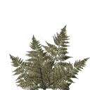 fern.png