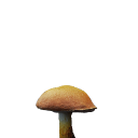 mushroom_brown.png